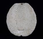 Hemipneustes striatoradiatus (LESKE 1778) - Bild © FossNet FossilienStore
